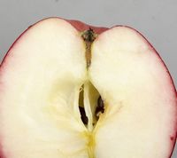 Ahrista Apple